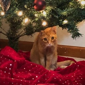 Meet your Posher, Sierra